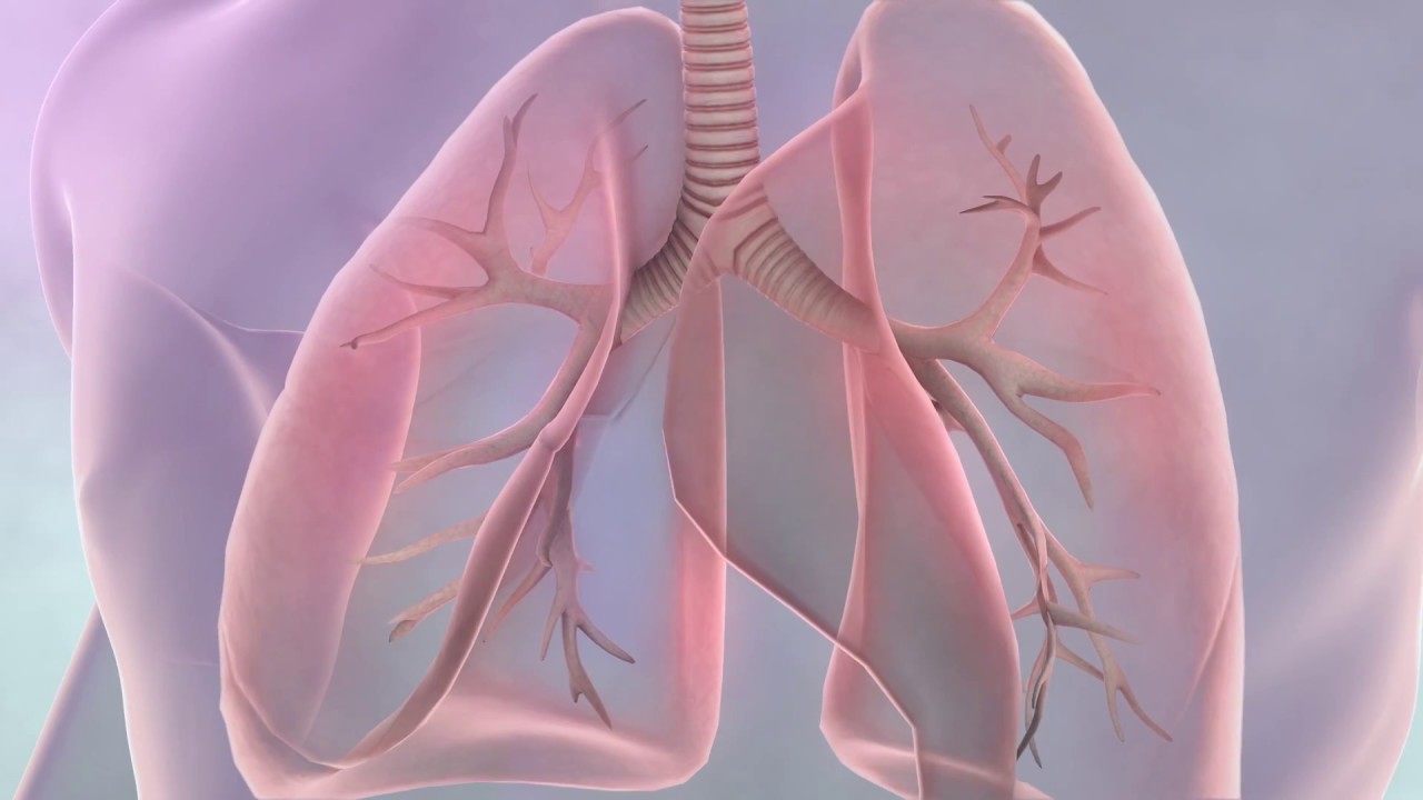 Lung Cancer: Key Facts and Insights You Need to Know