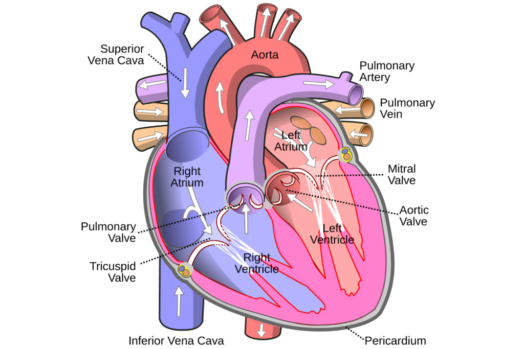 Recognizing the Signs of Heart Problems Before It's Too Late